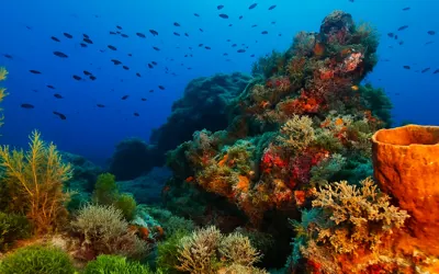 Resif Dalış Alanı (Köpekbalığı Taşları)